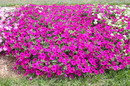 Petunia Hybrida